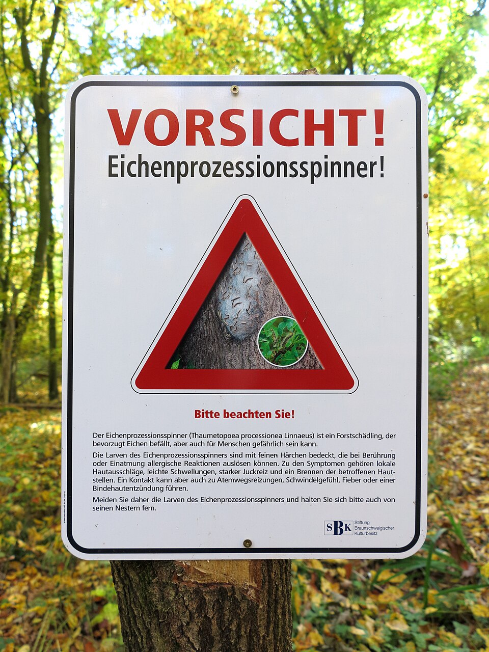 Warnschild Eichenprozesssionsspinner