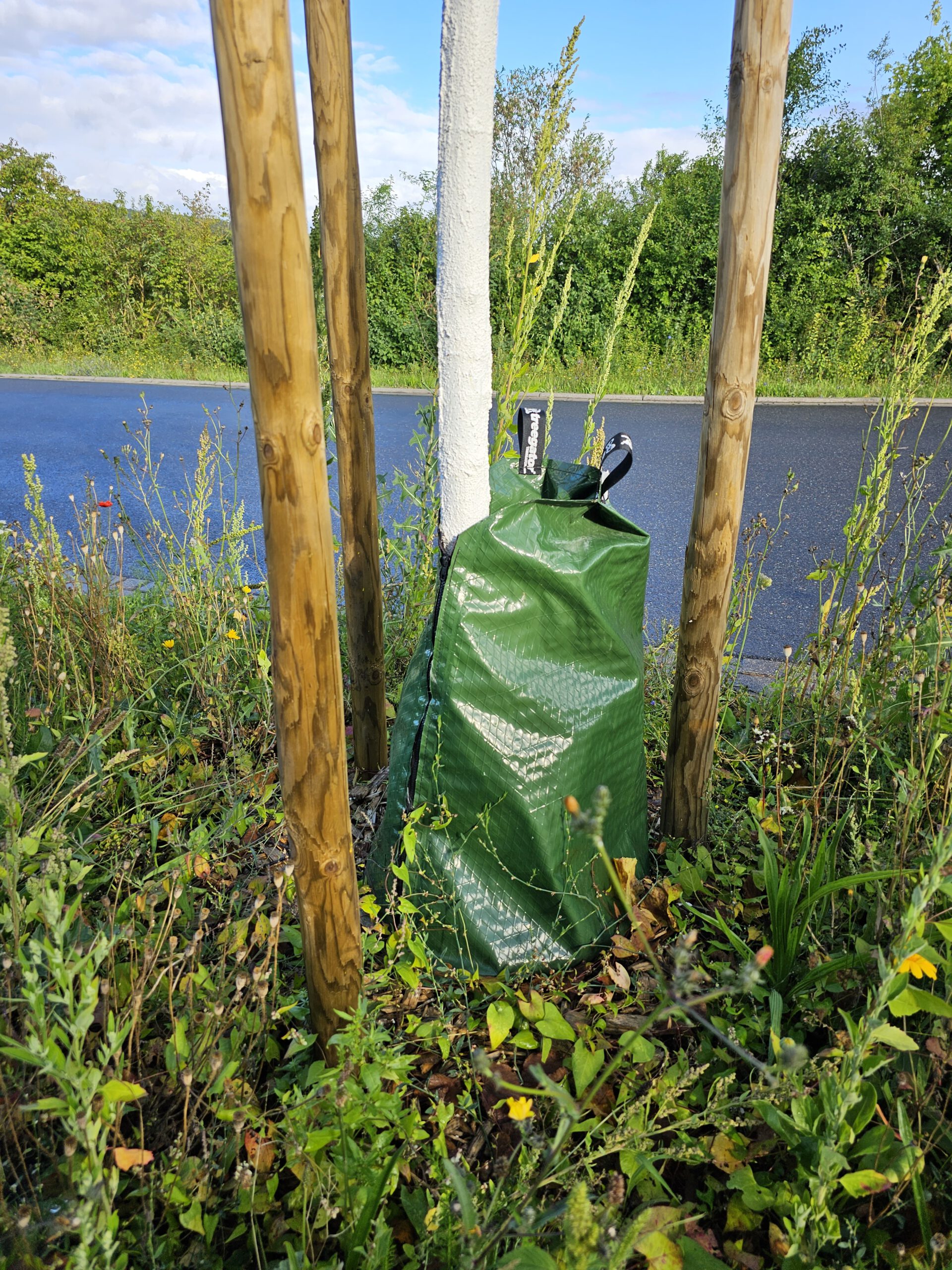 Stadtbaum mit Bewässerungssäcken zur Wasserversorgung bei Trockenheit